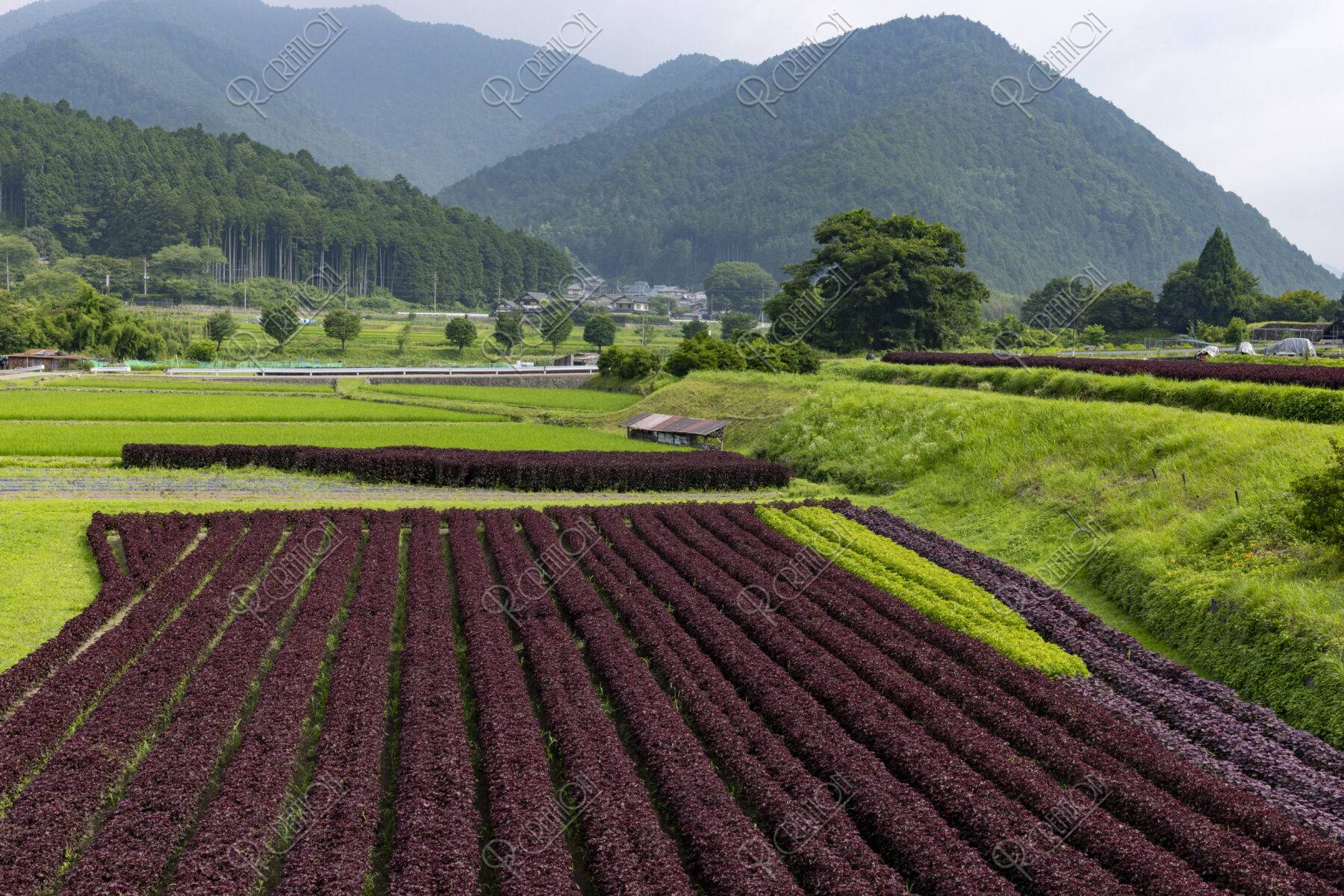 大原の赤紫蘇畑