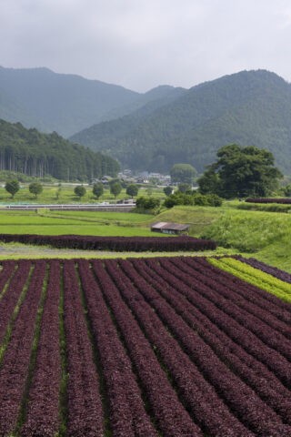 大原の赤紫蘇畑