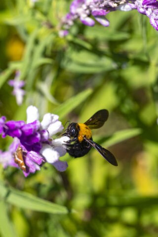 吸蜜するキムネクマバチ