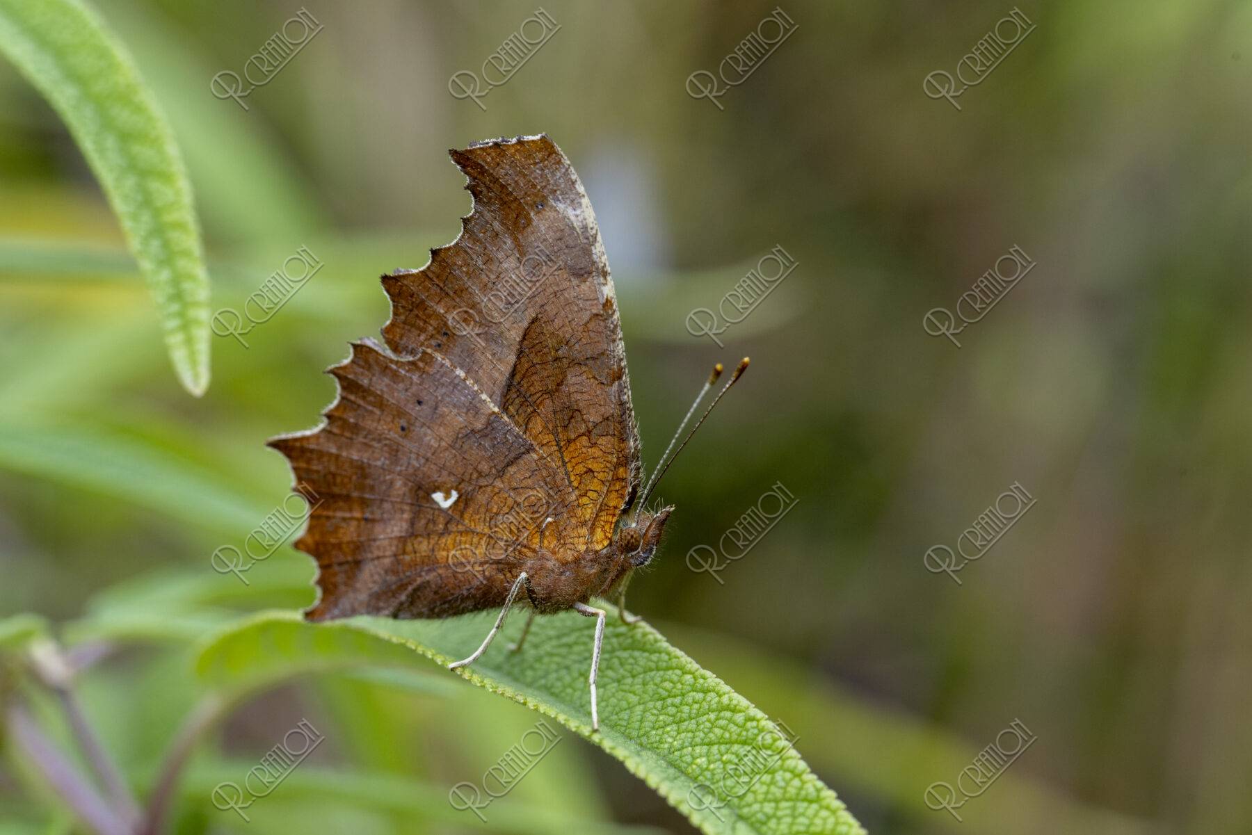 静止するキタテハ