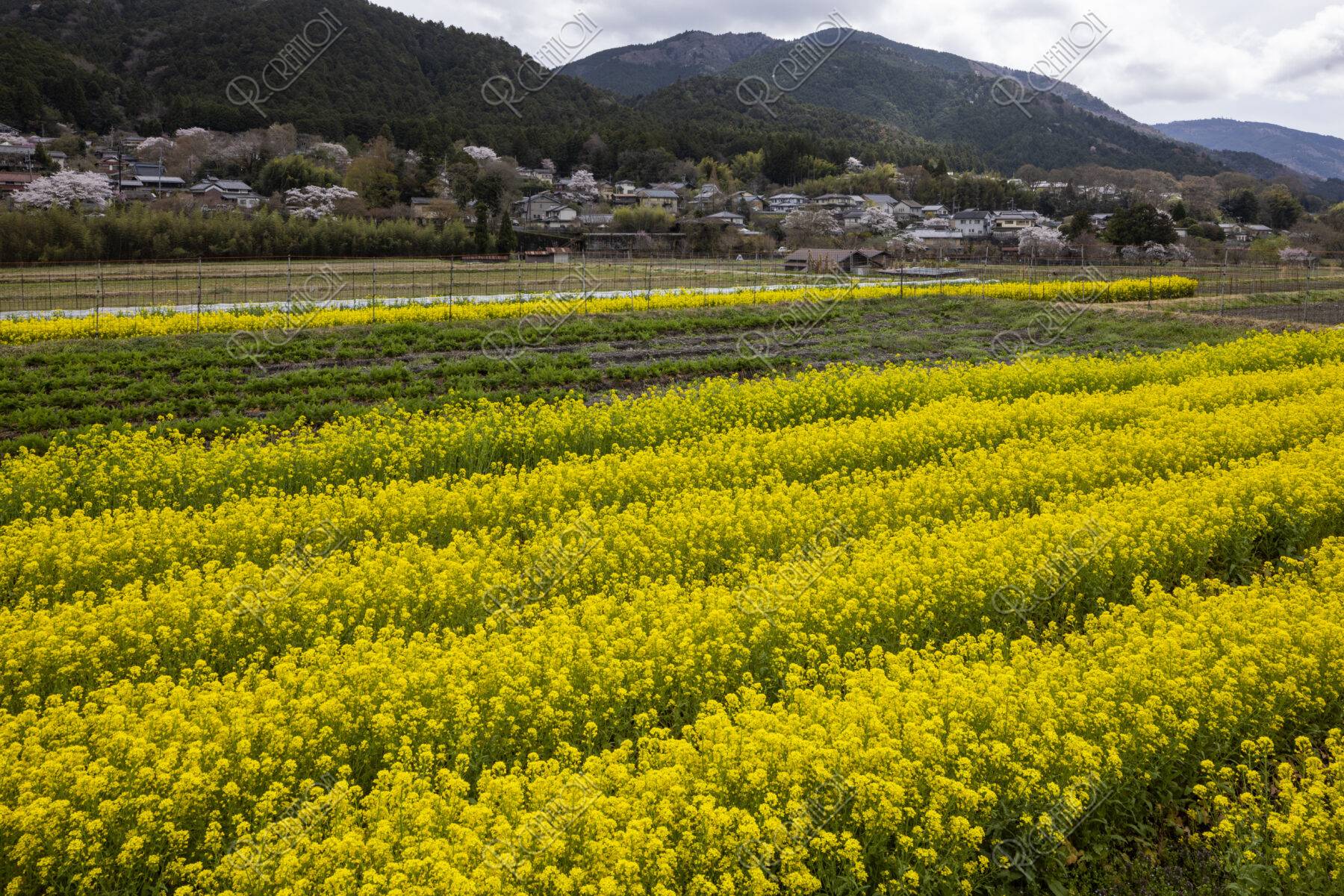 ナノハナ咲く大原の里