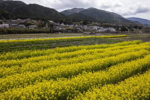 ナノハナ咲く大原の里
