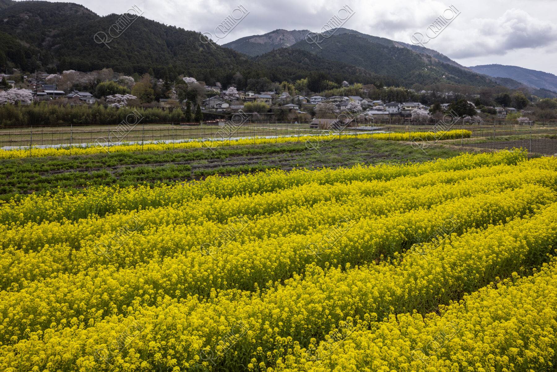 ナノハナ咲く大原の里