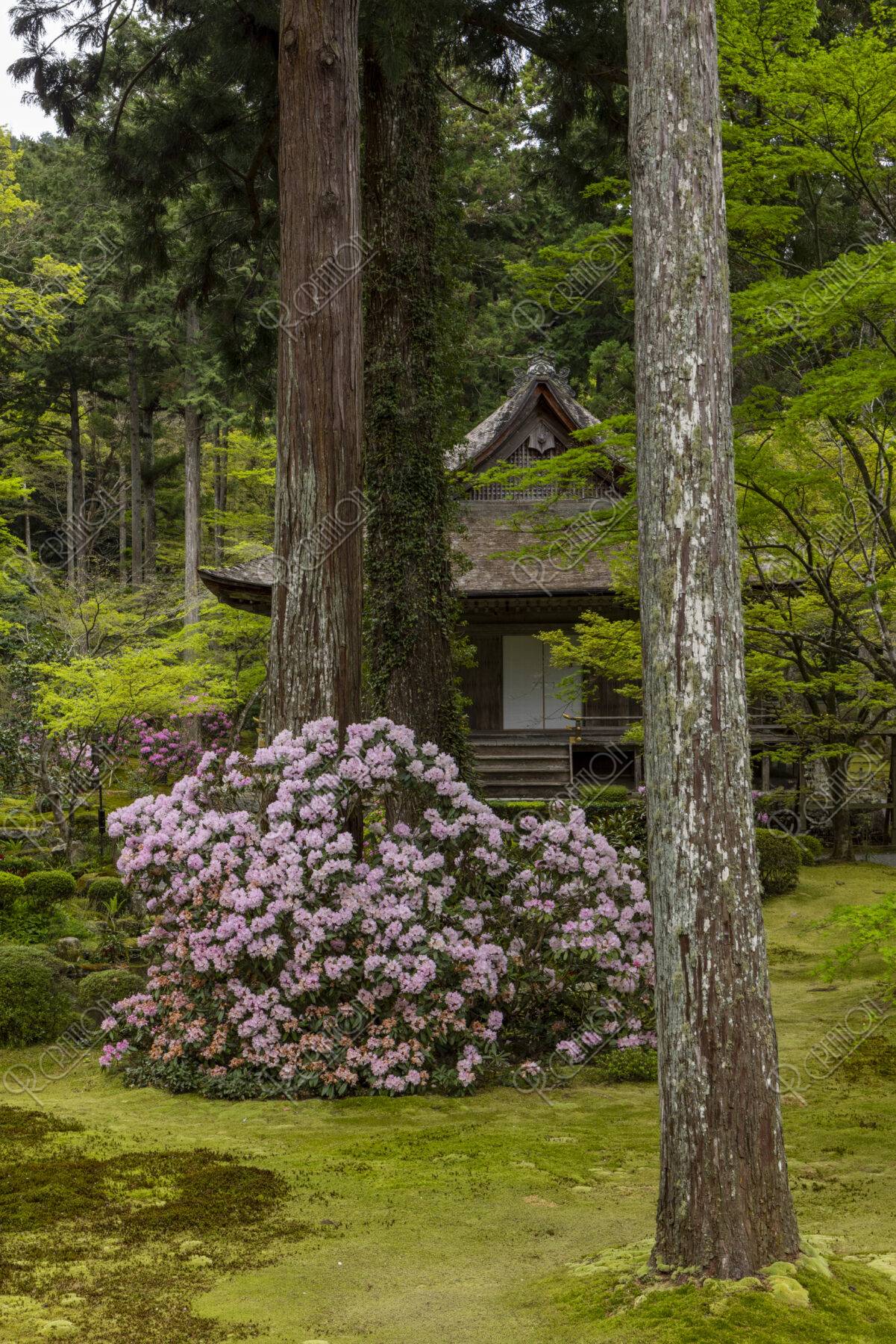 シャクナゲ咲く大原三千院庭園