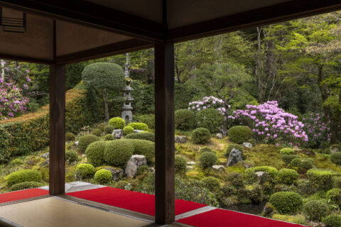 シャクナゲ咲く大原三千院聚碧園