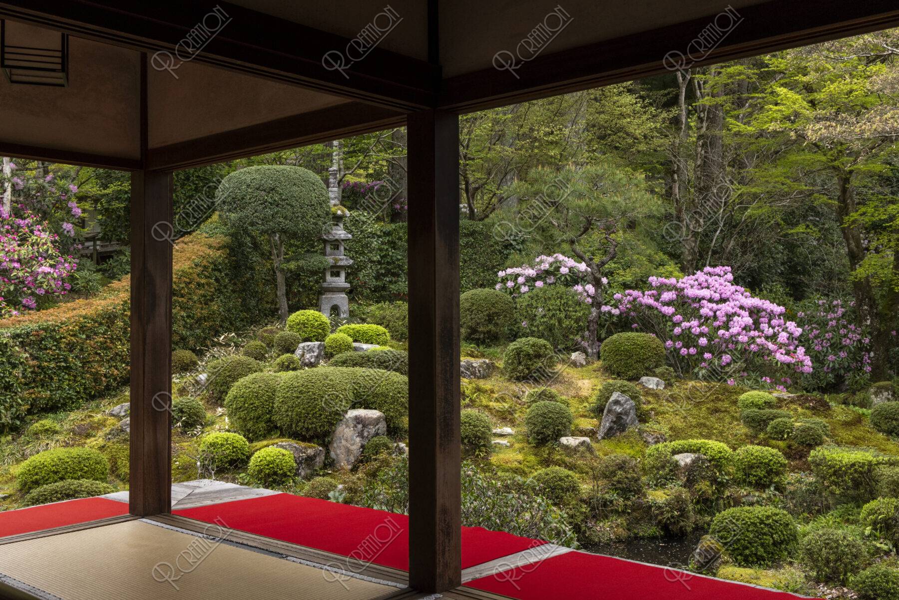 シャクナゲ咲く大原三千院聚碧園
