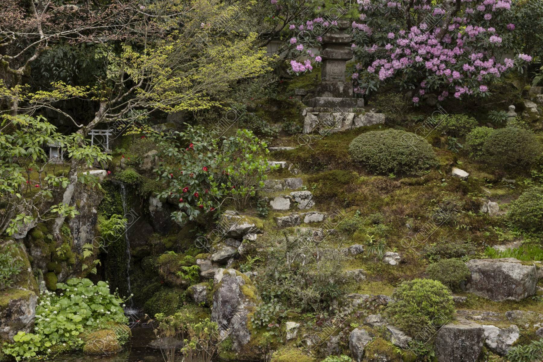 シャクナゲ咲く大原実光院