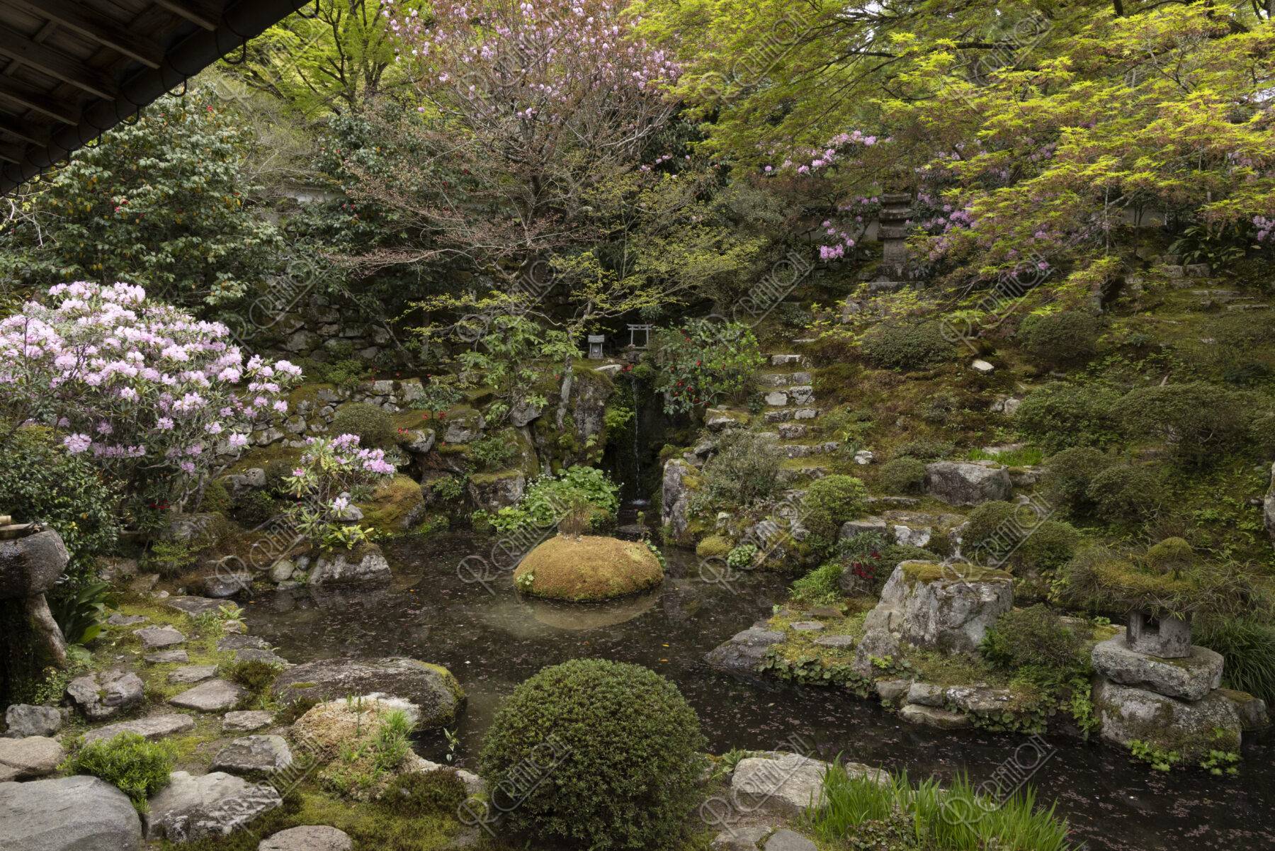 シャクナゲ咲く大原実光院