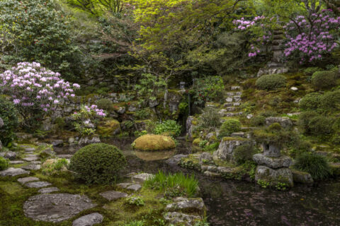 シャクナゲ咲く大原実光院