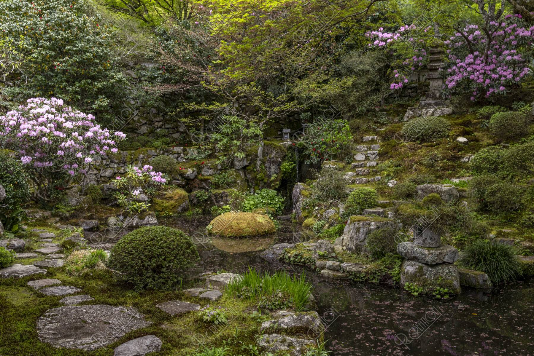 シャクナゲ咲く大原実光院